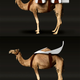 Illustration for article titled Did someone call for a Cambulance? Part Camel, Part Ambulance, All Awesome